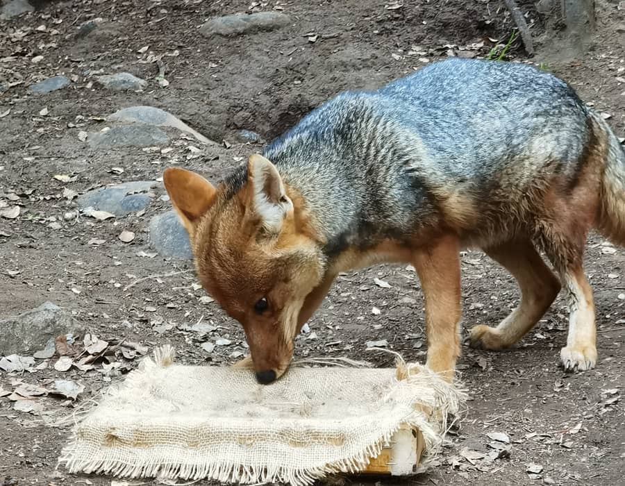 Zorro culpeo explorando un dispositivo de enriquecimiento ambiental